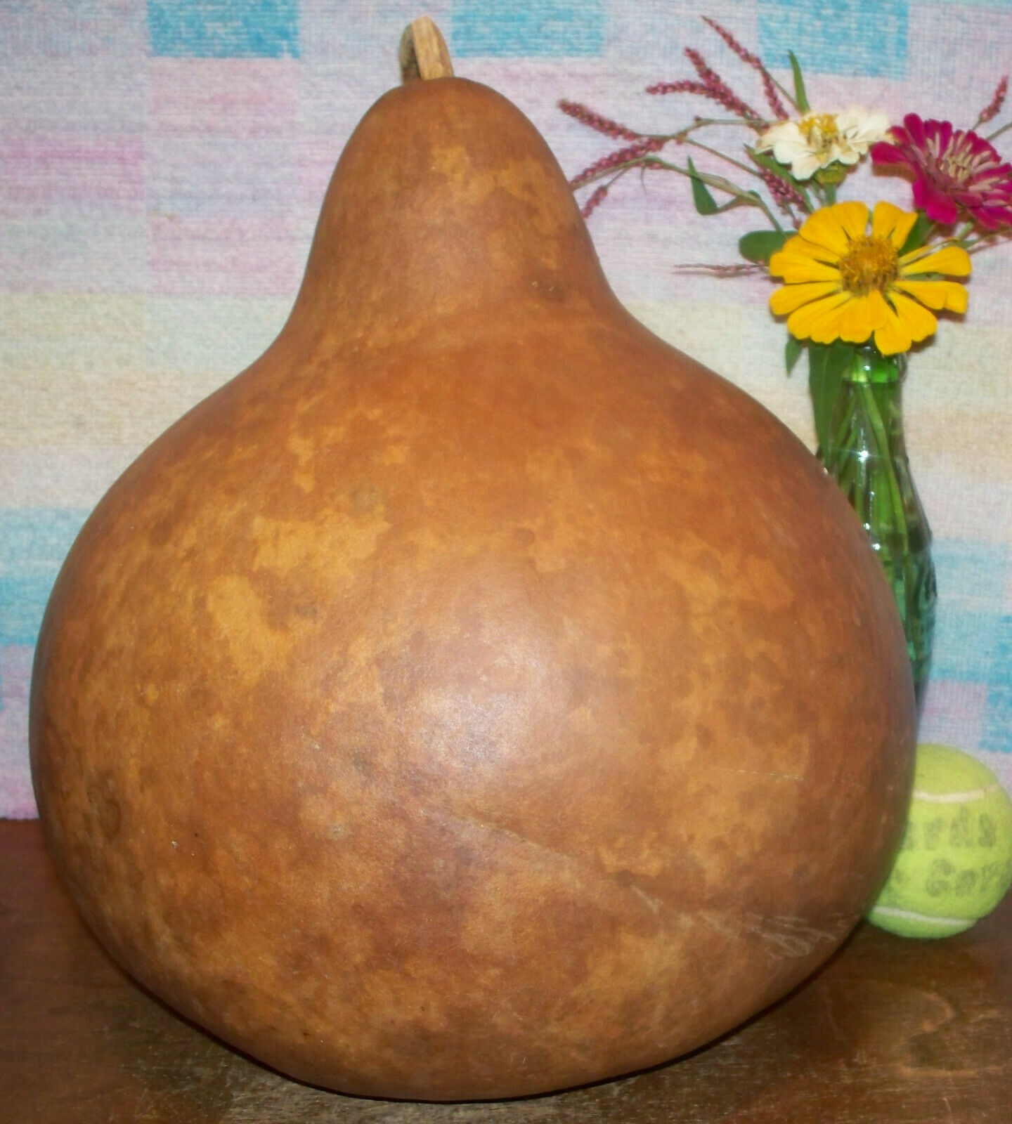 Strong Big Gourd For Bowl / Basket / Drum / Long Lasting Bird House / Other Art