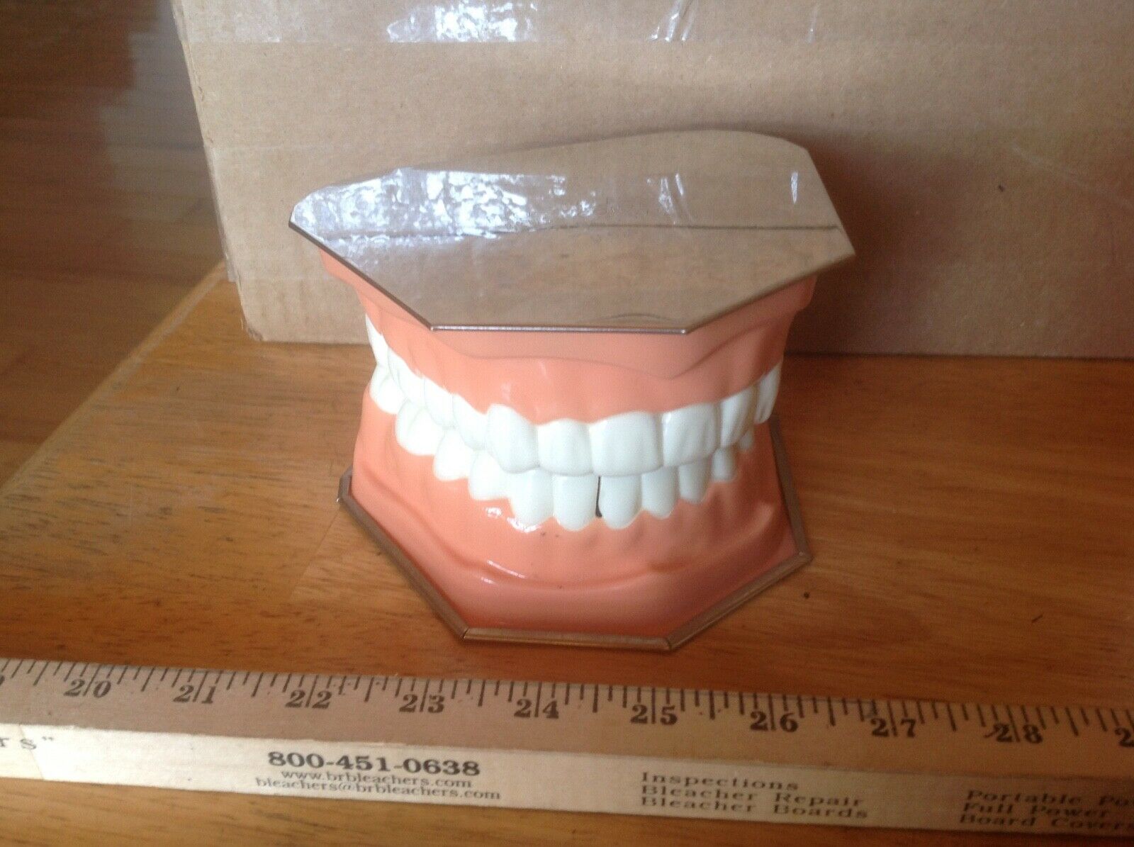 Vintage Dental Form Display Pro-phy-lac-tic Brush Co  Tooth Model Collectible