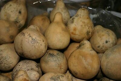 Gourds 25 Pear Shaped Gourds   (  Dried, Clean, & Craft Ready)