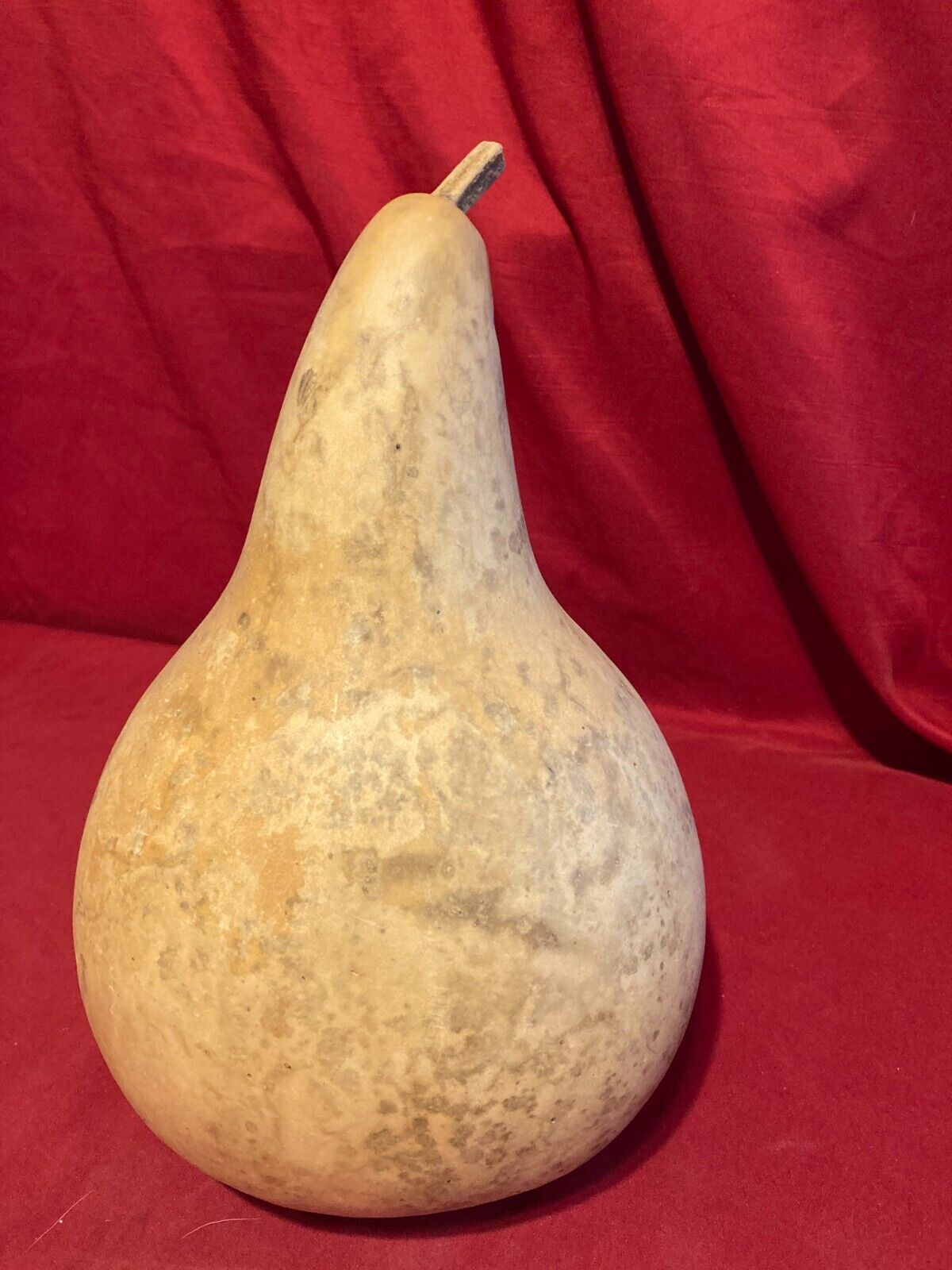 Large Dried Craft Gourd 10" Tall 22" Circumference Big Jumbo #h12