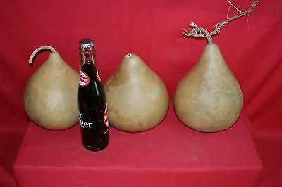 3 -  6" Second Quality Martin Gourds (washed And Dried )