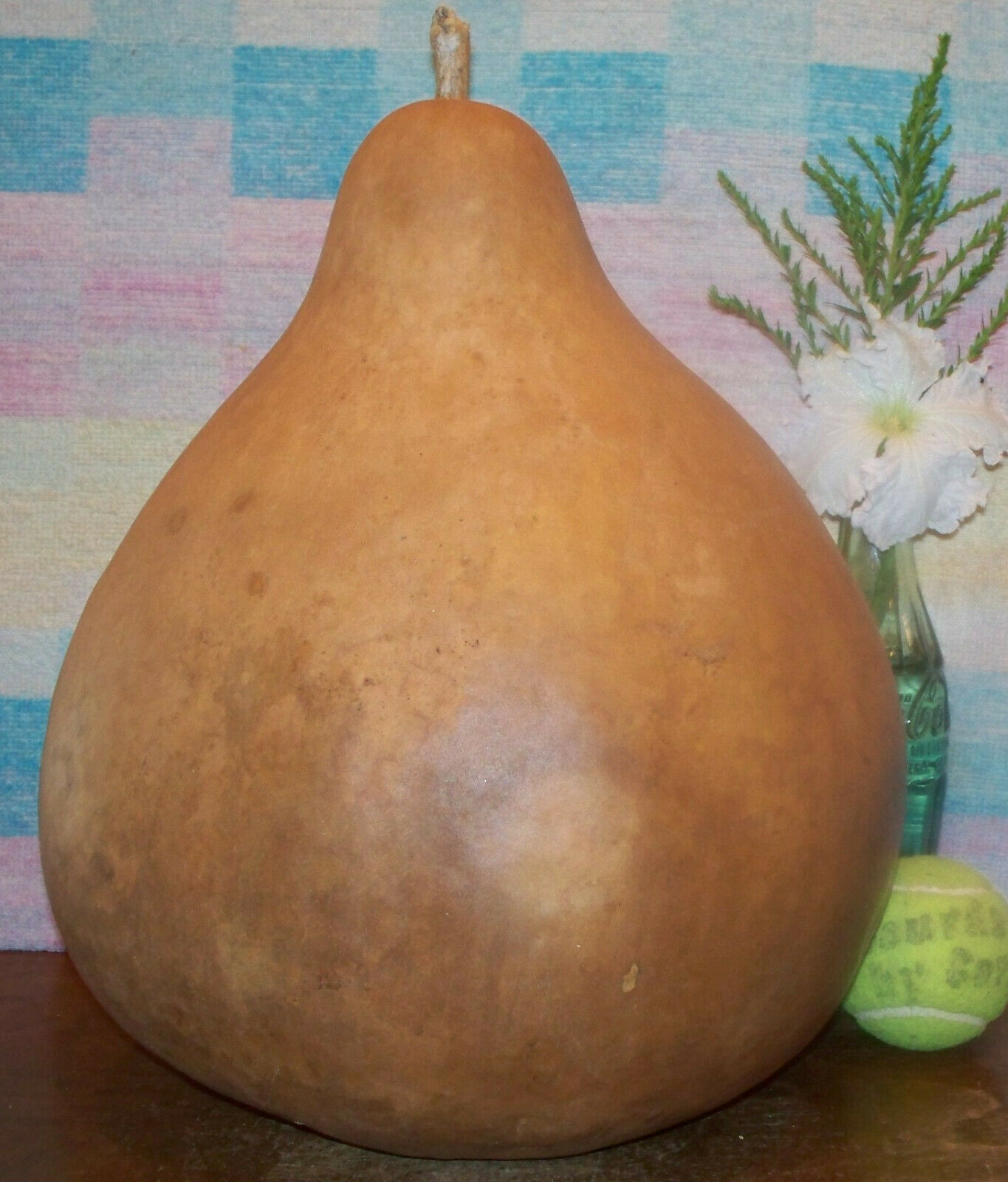 Lovely Big Well Formed Gourd For Art:  Carve / Stain / Paint / Pyrograph / Etc.